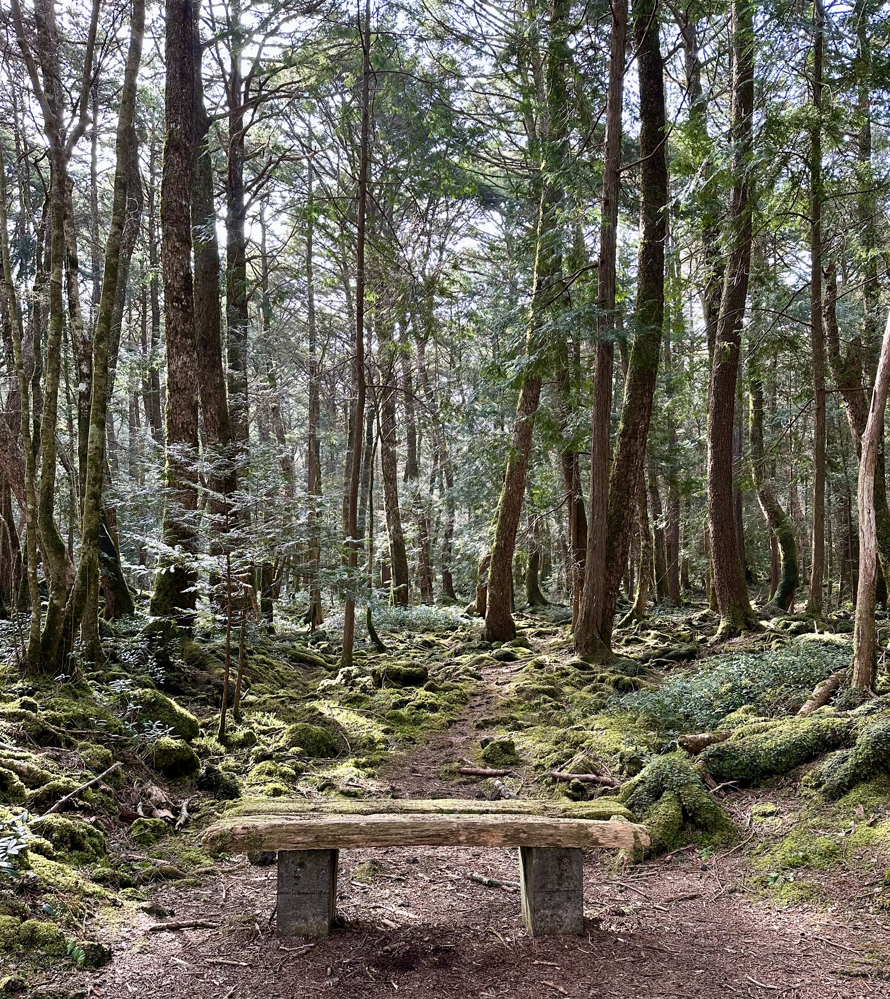 Aokigahara Forest